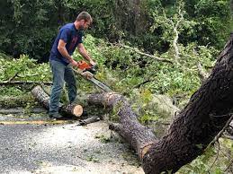 Best Tree Removal  in Lovington, NM