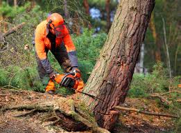 Best Tree Preservation Services  in Lovington, NM