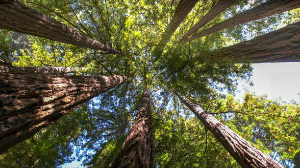 Best Tree Risk Assessment  in Lovington, NM