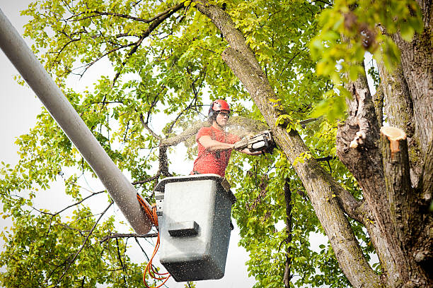 Professional Tree Removal in Lovington, NM