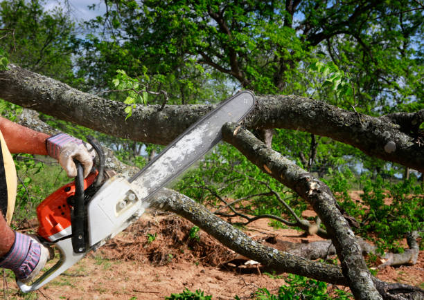 Best Tree Health Inspection  in Lovington, NM