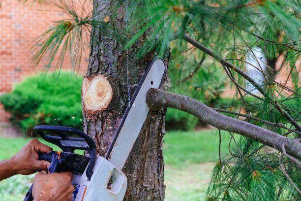 Best Hedge Trimming  in Lovington, NM